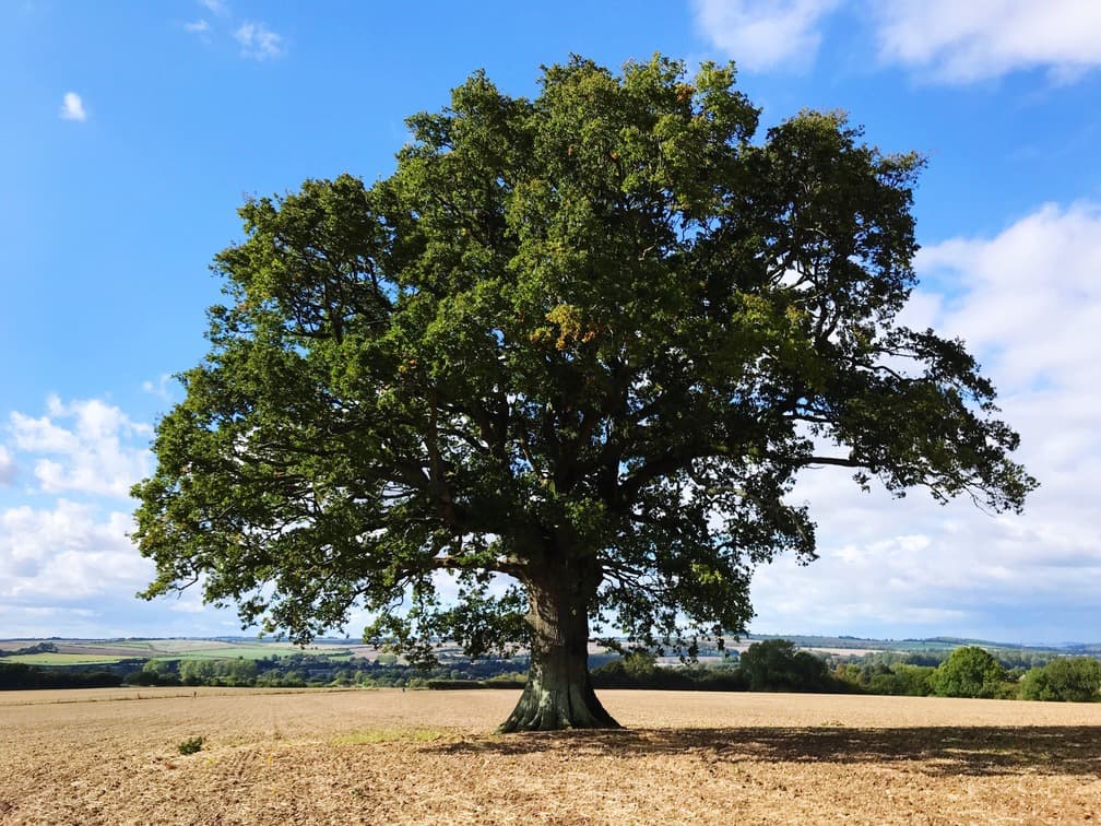 Oak tree