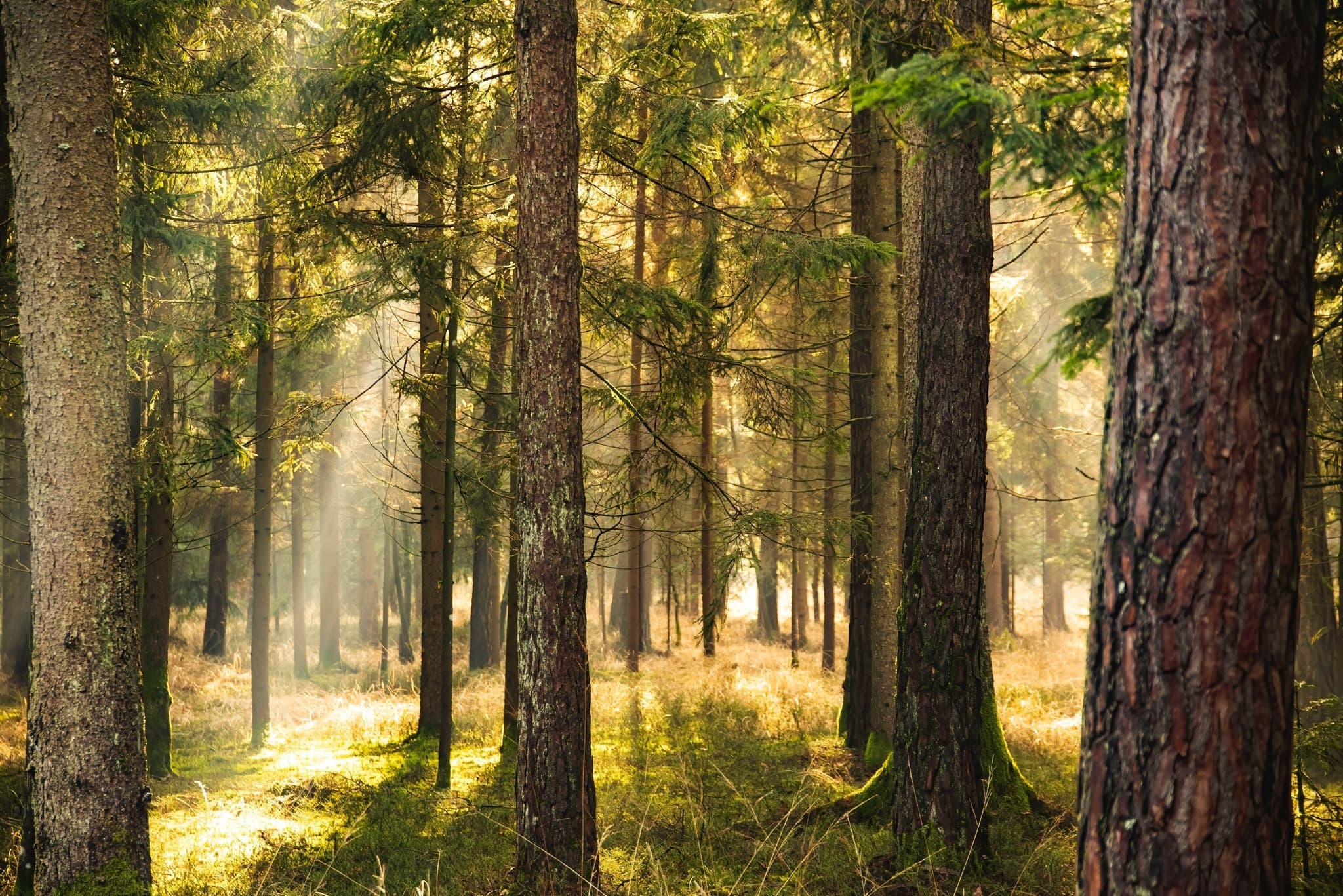 Forrest