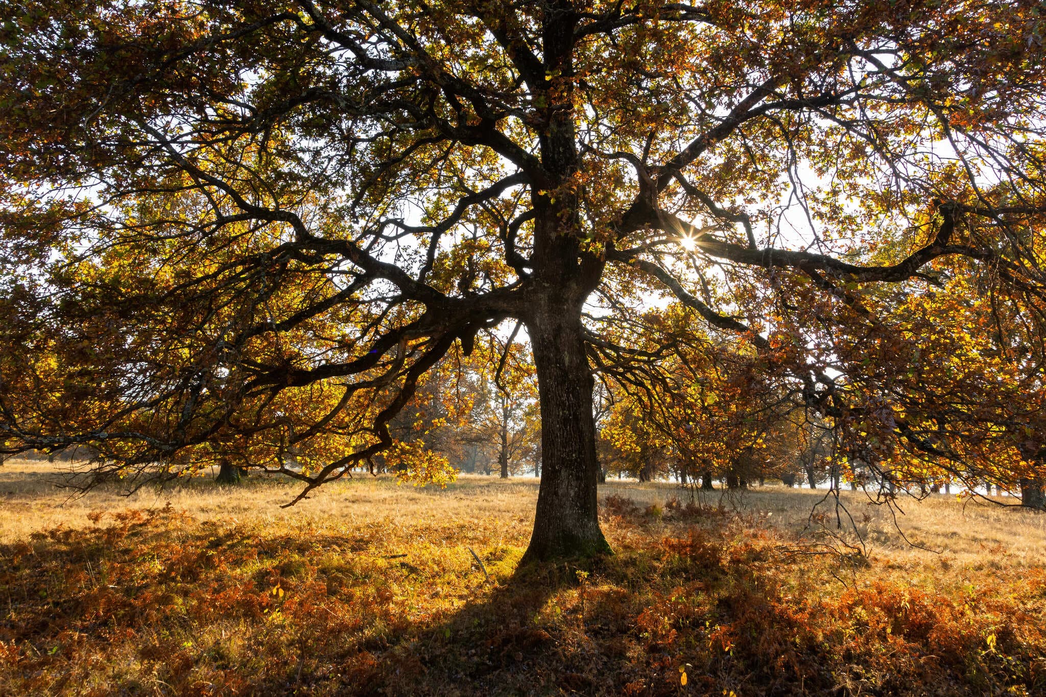 Trees in nature
