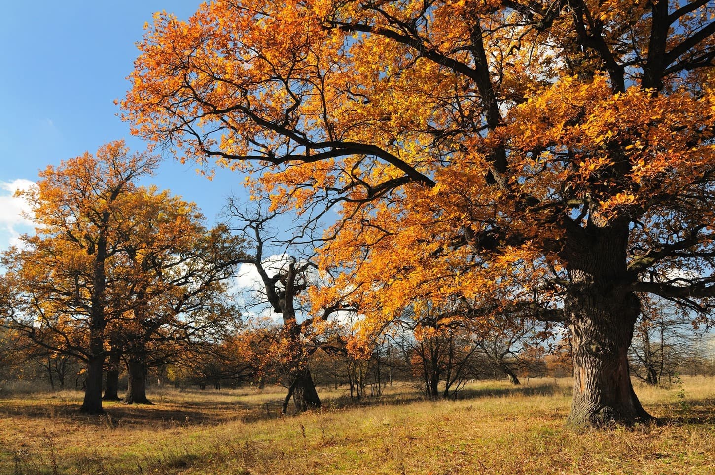 Beautiful autumn landscape of trees with leaves