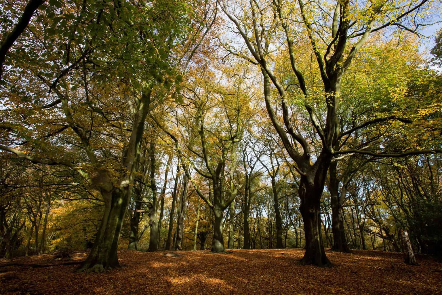 Deciduous forest in autumn