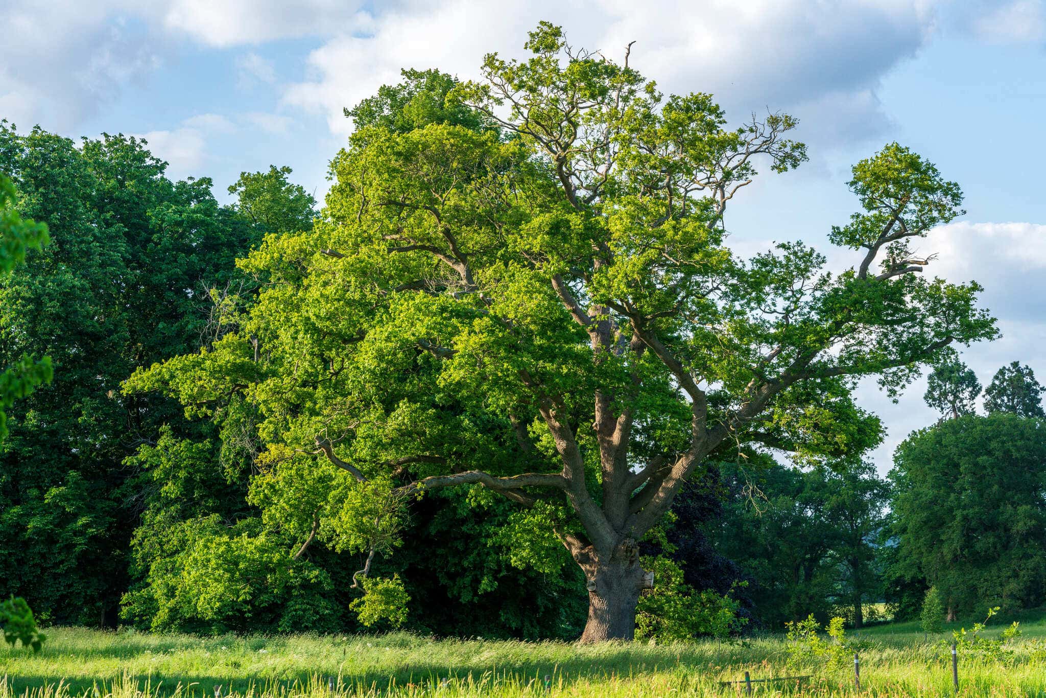 Alte Eiche auf einer Wiese